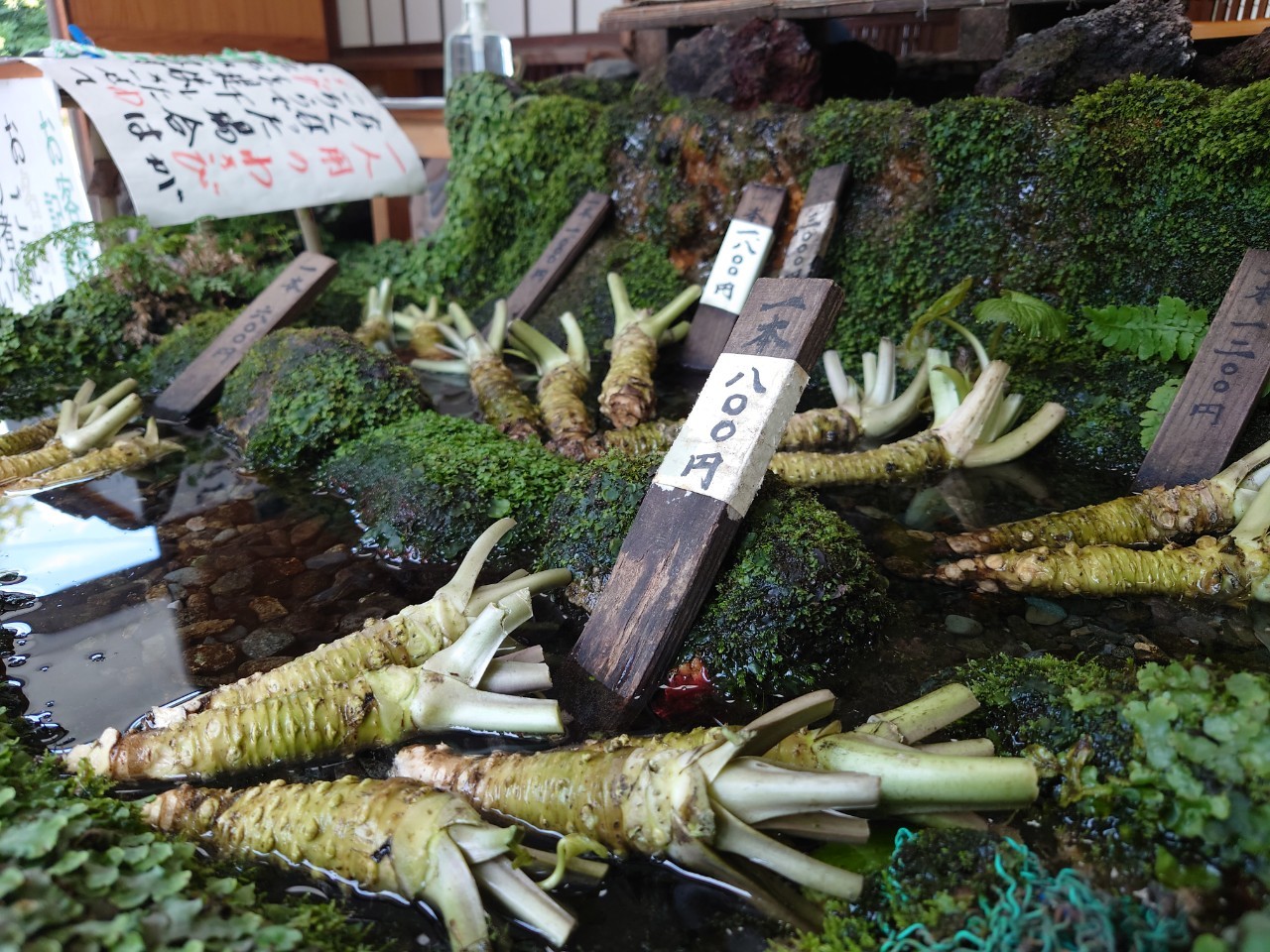 静岡県産本わさび